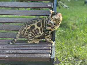 Photos supplémentaires: Magnifique chat Bengal - GrandInterChampion de la race