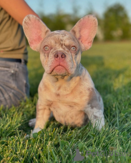 Photo №3. Chiot bulldog français disponible pour adoption. Allemagne