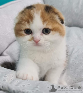 Photo №1. scottish fold - à vendre en ville de Leipzig | 300€ | Annonce № 12020