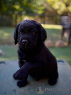 Photo №1. labrador retriever - à vendre en ville de Magdebourg | négocié | Annonce №178540