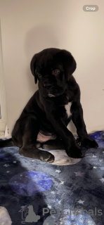 Photo №4. Je vais vendre cane corso en ville de Brokdorf. annonce privée - prix - 1000€
