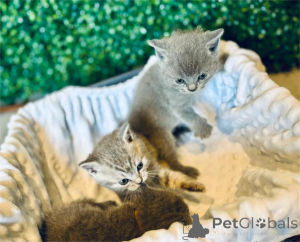 Photo №1.  - à vendre en ville de Biefeld | 350€ | Annonce № 152934