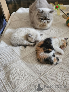 Photo №1. exotic shorthair - à vendre en ville de Bleialf | 350€ | Annonce № 172023