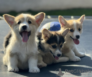 Photos supplémentaires: Chiots Welsh Corgi Pembroke