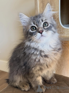 Photo №1. sibérien - à vendre en ville de Berlin | négocié | Annonce № 166545