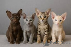 Photo №2 de l'annonce № 166949 de la vente oriental shorthair - acheter à La finlande annonce privée, éleveur