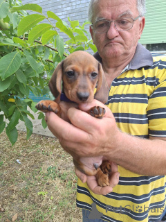 Photo №3. Chiots teckel miniature fauve. Serbie