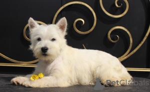 Photo №2 de l'annonce № 51362 de la vente west highland white terrier - acheter à Fédération de Russie annonce privée, de la fourrière, éleveur