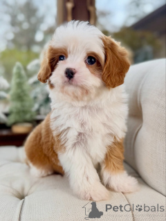Photo №1. cavalier king charles spaniel - à vendre en ville de Mauvais kreuznach | négocié | Annonce №160390
