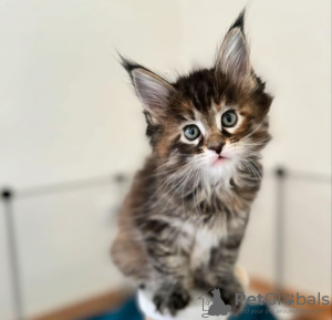 Photo №2 de l'annonce № 116679 de la vente maine coon - acheter à Suisse annonce privée