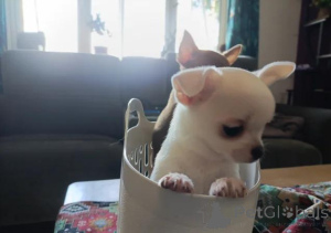 Photo №2 de l'annonce № 167680 de la vente chihuahua - acheter à Allemagne 