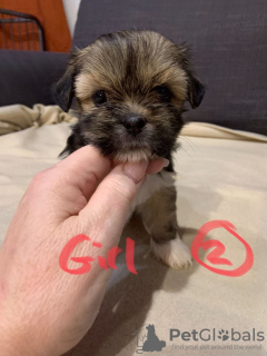 Photos supplémentaires: Kc Lhasa Apso à vendre