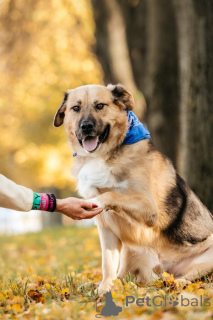 Photo №3. Rencontrez Melon, un gentil géant au cœur plein de bonté.. Fédération de Russie