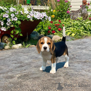 Photo №2 de l'annonce № 130675 de la vente beagle - acheter à Allemagne annonce privée