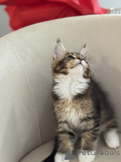 Photo №4. Je vais vendre maine coon en ville de Monaco. éleveur - prix - négocié