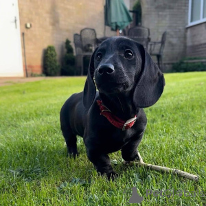 Photo №2 de l'annonce № 132327 de la vente teckel - acheter à Espagne éleveur