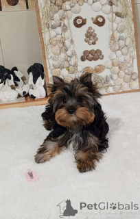 Photo №1. yorkshire terrier - à vendre en ville de Balykesir | 484€ | Annonce №156723