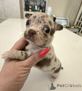 Photo №2 de l'annonce № 175091 de la vente chihuahua - acheter à Serbie éleveur