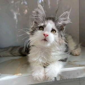 Photo №3. De mignons et adorables chatons Maine coon en bonne santé sont maintenant. USA