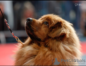 Photo №1. dogue du tibet - à vendre en ville de Ciechanów | 1500€ | Annonce №30812