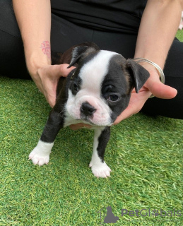 Photo №1. chien bâtard - à vendre en ville de Bamberg | Gratuit | Annonce №117761