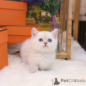 Photo №4. Je vais vendre munchkin en ville de Californie. éleveur - prix - 372€