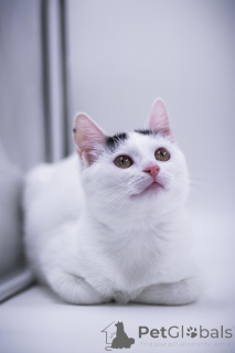 Photo №4. Je vais vendre  en ville de Rivière moscou. annonce privée - prix - Gratuit