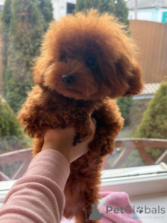 Photos supplémentaires: Caniche en peluche Chine