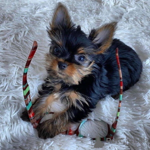 Photo №2 de l'annonce № 167293 de la vente yorkshire terrier - acheter à Suède 
