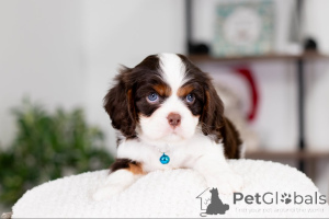 Photo №4. Je vais vendre cavalier king charles spaniel en ville de Barsbüttel. annonce privée - prix - négocié
