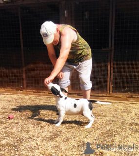 Photo №3. Chiots Amstaff, garçon et fille. Fédération de Russie
