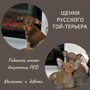 Photo №2 de l'annonce № 33079 de la vente petit chien russe - acheter à Fédération de Russie annonce privée, de la fourrière, de l'abri, éleveur