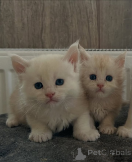 Photo №1. maine coon - à vendre en ville de Bristol | 3€ | Annonce № 158808