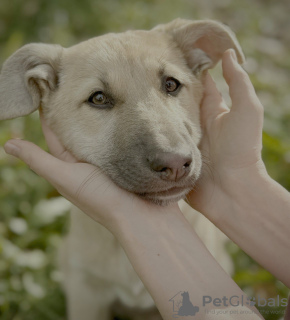 Photos supplémentaires: De merveilleux chiots entre de bonnes mains.