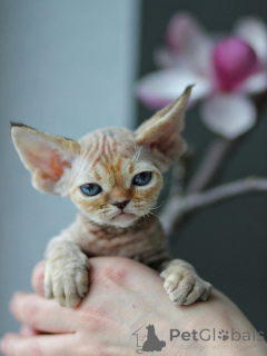 Photo №2 de l'annonce № 171375 de la vente devon rex - acheter à Suède annonce privée