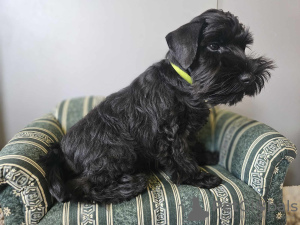 Photo №1. schnauzer miniature - à vendre en ville de Varsovie | 836€ | Annonce №109205