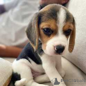 Photo №2 de l'annonce № 116072 de la vente beagle - acheter à Allemagne annonce privée