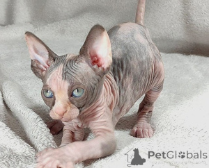 Photo №1. sphynx - à vendre en ville de Zell je vois | 350€ | Annonce № 171163