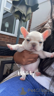 Photo №1. bouledogue - à vendre en ville de Neuss | 360€ | Annonce №120651