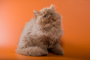 Photo №2 de l'annonce № 5065 de la vente highland-straights - acheter à Biélorussie de la fourrière