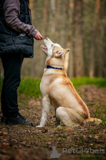 Photos supplémentaires: Le beau husky Hart est entre de bonnes mains