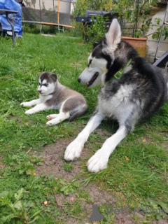 Photo №3. Chiots Husky Sibérien. USA