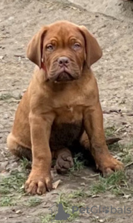 Photo №4. Je vais vendre dogue de bordeaux en ville de Prokuplje. éleveur - prix - négocié