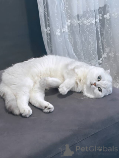 Photo №4. Je vais vendre british shorthair en ville de Aix-en-Provence. annonce privée - prix - 550€