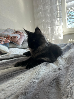 Photo №2 de l'annonce № 138042 de la vente maine coon - acheter à Espagne annonce privée