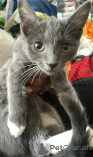 Photo №1. american wirehair - à vendre en ville de Affalterbach | 350€ | Annonce № 151622