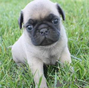 Photo №2 de l'annonce № 133326 de la vente  - acheter à Allemagne 