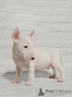 Photo №4. Je vais vendre bull terrier en ville de Radom.  - prix - 1300€