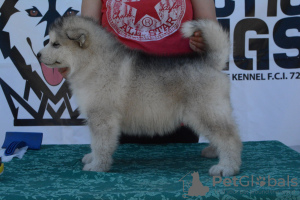 Photo №3. Chiots Malamute d'Alaska. Serbie