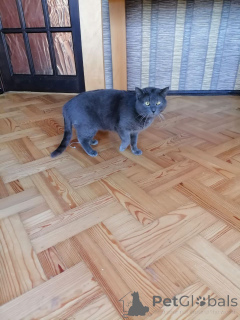 Photo №4. Je vais vendre bleu russe en ville de Minsk. annonce privée - prix - Gratuit